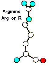 Arg