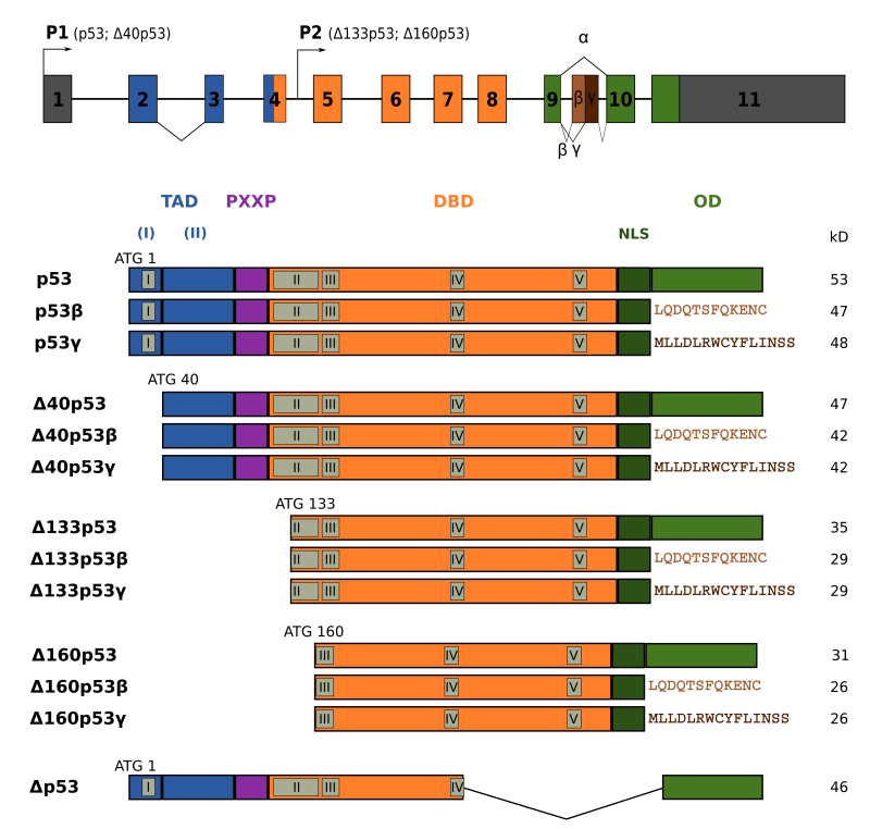 Predicted Impact of TP53 Mutations on p53 Isoforms