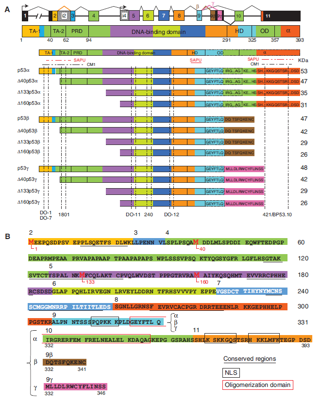 p53 Protein Isoforms