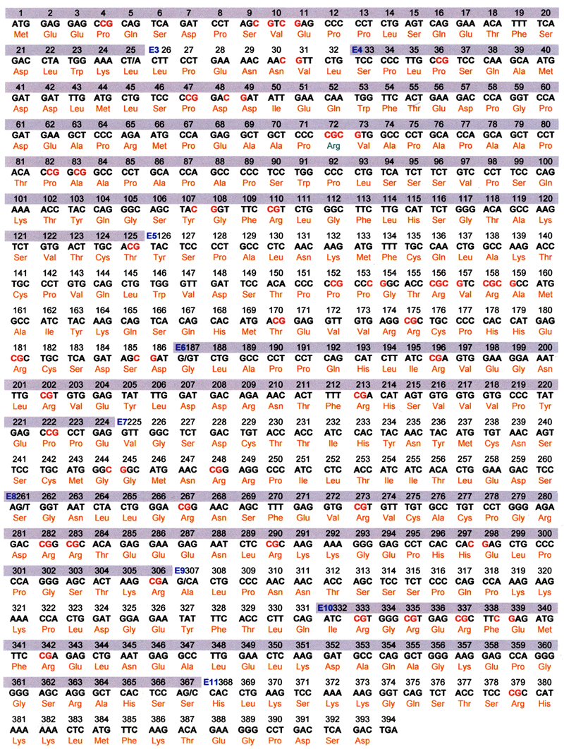 p53 protein sequence