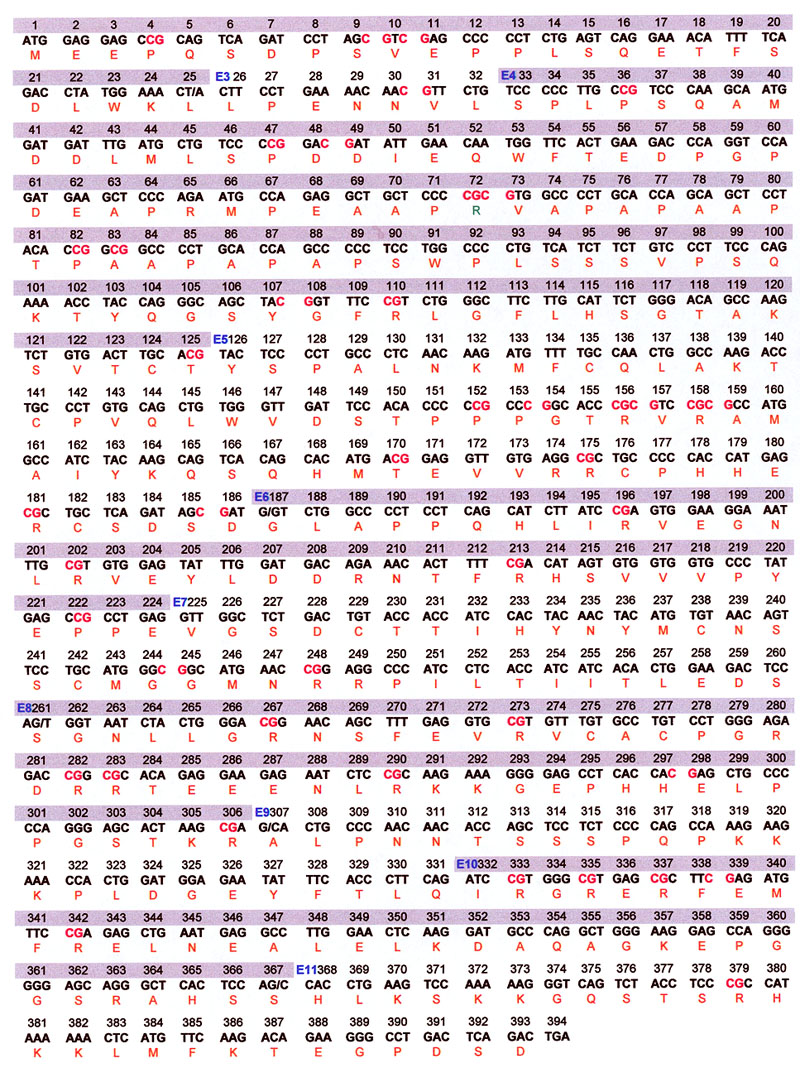 p53 protein sequence